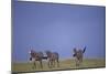 Zebras Walking Together-DLILLC-Mounted Photographic Print