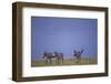 Zebras Walking Together-DLILLC-Framed Photographic Print