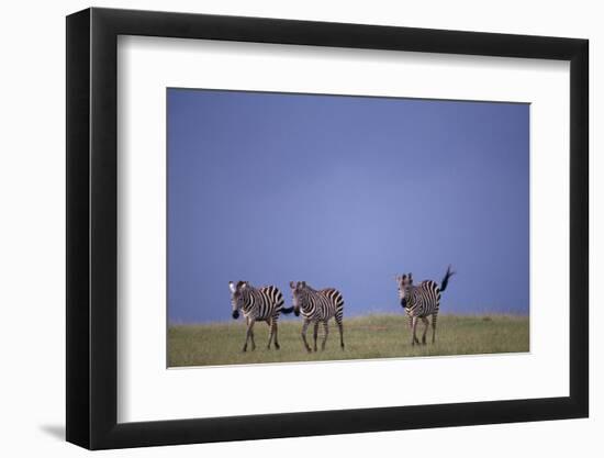 Zebras Walking Together-DLILLC-Framed Photographic Print