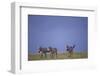 Zebras Walking Together-DLILLC-Framed Photographic Print