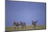 Zebras Walking Together-DLILLC-Mounted Photographic Print