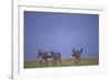 Zebras Walking Together-DLILLC-Framed Photographic Print