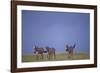 Zebras Walking Together-DLILLC-Framed Photographic Print