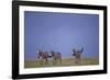 Zebras Walking Together-DLILLC-Framed Photographic Print