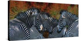 Zebras-Melinda Bradshaw-Stretched Canvas