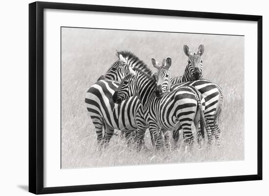 Zebras-Kirill Trubitsyn-Framed Giclee Print