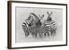 Zebras-Kirill Trubitsyn-Framed Giclee Print