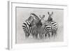 Zebras-Kirill Trubitsyn-Framed Giclee Print