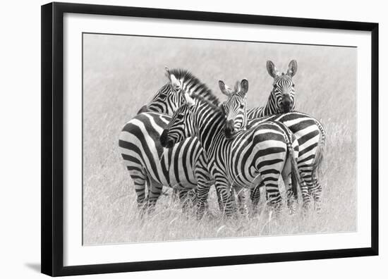 Zebras-Kirill Trubitsyn-Framed Giclee Print