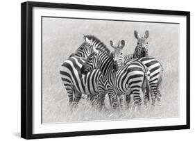 Zebras-Kirill Trubitsyn-Framed Giclee Print