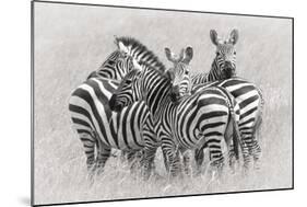 Zebras-Kirill Trubitsyn-Mounted Giclee Print