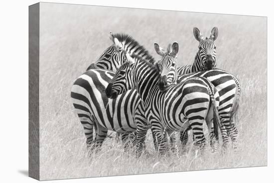 Zebras-Kirill Trubitsyn-Stretched Canvas