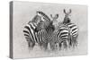 Zebras-Kirill Trubitsyn-Stretched Canvas