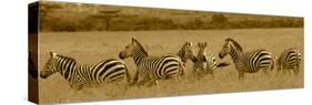 Zebras-Sarah Farnsworth-Stretched Canvas