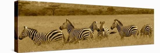 Zebras-Sarah Farnsworth-Stretched Canvas