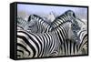 Zebras-null-Framed Stretched Canvas