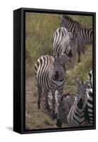 Zebras-DLILLC-Framed Stretched Canvas