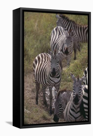 Zebras-DLILLC-Framed Stretched Canvas