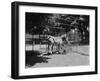 Zebras-null-Framed Photographic Print