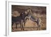 Zebras-DLILLC-Framed Photographic Print