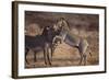 Zebras-DLILLC-Framed Photographic Print