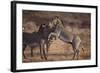 Zebras-DLILLC-Framed Photographic Print