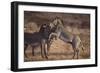 Zebras-DLILLC-Framed Photographic Print