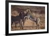 Zebras-DLILLC-Framed Photographic Print