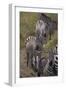 Zebras-DLILLC-Framed Photographic Print