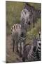 Zebras-DLILLC-Mounted Photographic Print