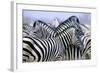 Zebras-null-Framed Photographic Print