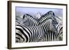 Zebras-null-Framed Photographic Print