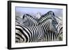 Zebras-null-Framed Photographic Print