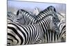 Zebras-null-Mounted Photographic Print