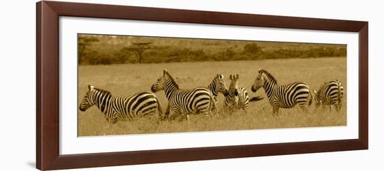 Zebras-Sarah Farnsworth-Framed Photographic Print