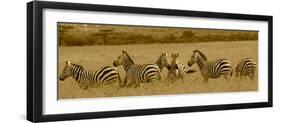 Zebras-Sarah Farnsworth-Framed Photographic Print