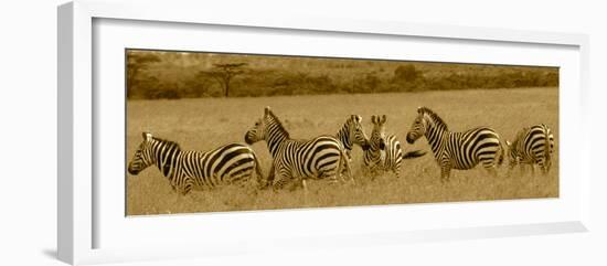 Zebras-Sarah Farnsworth-Framed Photographic Print