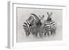 Zebras-Kirill Trubitsyn-Framed Photographic Print