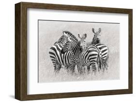 Zebras-Kirill Trubitsyn-Framed Photographic Print