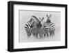 Zebras-Kirill Trubitsyn-Framed Photographic Print