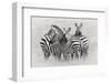 Zebras-Kirill Trubitsyn-Framed Photographic Print