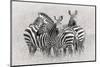 Zebras-Kirill Trubitsyn-Mounted Photographic Print