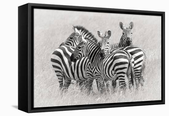 Zebras-Kirill Trubitsyn-Framed Stretched Canvas