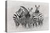 Zebras-Kirill Trubitsyn-Stretched Canvas