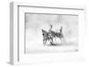 ZEBRAS-Juan Luis Duran-Framed Photographic Print