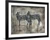 Zebras-Marta Wiley-Framed Art Print