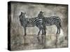 Zebras-Marta Wiley-Stretched Canvas