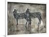 Zebras-Marta Wiley-Framed Art Print