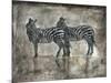 Zebras-Marta Wiley-Mounted Art Print