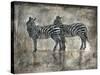 Zebras-Marta Wiley-Stretched Canvas